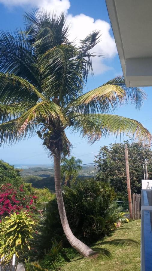 Million Dollar View In Puerto Rico Villa Luquillo Exteriör bild
